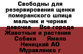 Свободны для резервирования щенки померанского шпица мальчик и черная девочка  - Все города Животные и растения » Собаки   . Ямало-Ненецкий АО,Муравленко г.